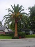 Tamareira das Canárias (Phoenix canariensis)