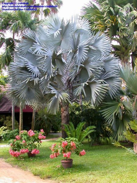 Palmeira Azul (Bismackia nobilis)